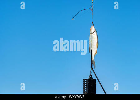 Süßwasserfische gerade aus dem Wasser genommen. Einzige Gemeinsame roach Fisch am Haken mit blauen Himmel im Hintergrund Stockfoto