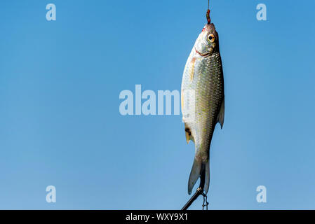 Süßwasserfische gerade aus dem Wasser genommen. Einzige Gemeinsame roach Fisch am Haken mit blauen Himmel im Hintergrund Stockfoto