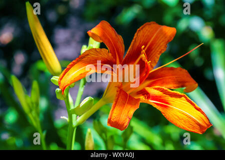 Orange Tag - Lily (Hemerocallis fulva) Kopf Blume Nahaufnahme Stockfoto