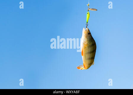 Süßwasserfische gerade aus dem Wasser genommen. Single barsch Fisch am Haken mit blauen Himmel im Hintergrund Stockfoto