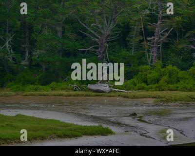 Ancienne épave de bateau De Peche en bois échoué dans un marrais au Conquet; Zobel, Landes, souche de bois flotté et Foret de Pins Stockfoto