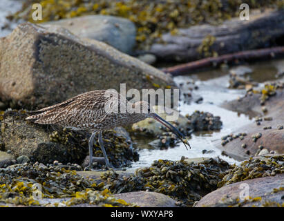 Eurasian Curlew, Numenius arquata, Fütterung auf schalentiere im rockpool, Nevsehir, Northumberland, Großbritannien. Stockfoto