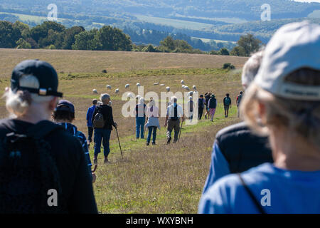 Gruppe von Wanderern zu Fuß auf einem der größten Gebiete der alten Kreide Downland auf Harting Down, einem renommierten Naturschutzgebiet in West Sussex, England, Großbritannien Stockfoto