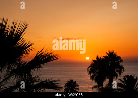 Sonnenuntergang Himmel über Meer Wasser mit Palmen Stockfoto