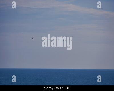 Groupe de plusieurs Goéland volant Au dessus de l'Océan Atlantique, Le Lagon Bleu, Pointe Saint Mathieu, Le Conquet Stockfoto