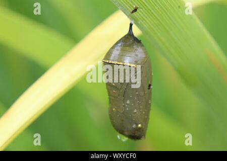 Ein Monarch Chrysalis Hängen auf einem Blatt Stockfoto