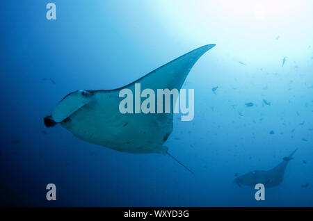 Manta Manta birostris, Paar mit Sonne im Hintergrund, Manta Alley Tauchplatz, der Insel Padar, Komodo National Park, Indonesien, Indischer Ozean Stockfoto