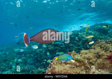 Bignose Nasendoktorfisch, Naso vlamingii, mit Mond Lippfisch, Thalassoma lunare und Indopazifik Sergeant Riffbarsche, Abubefduf vaigiensis, Batu Bulong div Stockfoto