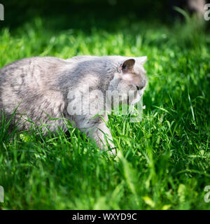 Britisch Kurzhaar Katze ist zu Fuß draußen im Garten und geniesst die warme Wetter Stockfoto