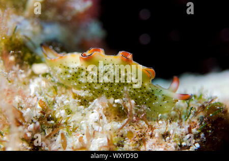 Reich verzierte Sapsucking Slug, Carangoides ferdau, Manta Kanal Tauchplatz, Karang Makassar, Nord Insel Rinca, Komodo National Park, Indonesia, Indian Ocea Stockfoto