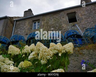 Maison bretonne Fleurie d'Hortensias avec des accessoires de Peche au crustacés, toit de Ardoise, casier De Peche, Le Conquet, Bretagne Stockfoto