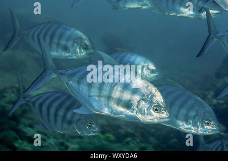 Schule des Blauen Trevally, Caranx ignobilis, Fish Bowl Tauchplatz, Gili Lawa Laut Insel, nördlich der Insel Komodo, Komodo National Park, Indonesia, Indische Stockfoto