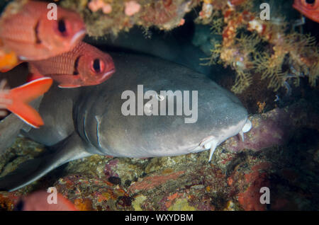 Weißspitzen Riffhai, Triaenodon obesus, in Loch unter Korallen Riff mit Soldierfish, Myripristis sp, Fish Bowl Tauchplatz, Gili Lawa Laut Island, North Stockfoto