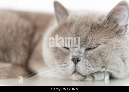 Britisch Kurzhaar Katze liegt und das Schlafen auf weißer Tisch. Stockfoto