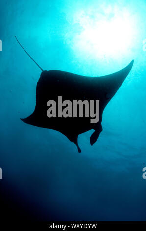 Manta Manta birostris, von unten mit Sonne im Hintergrund, Manta Alley Tauchplatz, der Insel Padar, Komodo National Park, Indonesien, Indischer Ozean Stockfoto