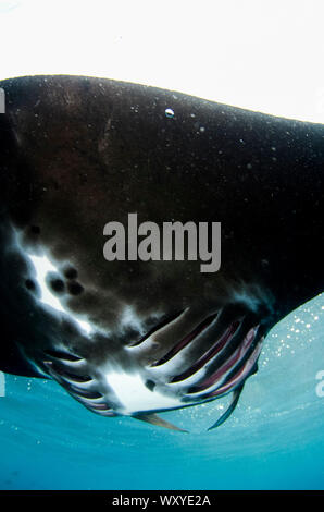 Manta Manta birostris, von unten mit Sonne im Hintergrund, Manta Alley Tauchplatz, der Insel Padar, Komodo National Park, Indonesien, Indischer Ozean Stockfoto