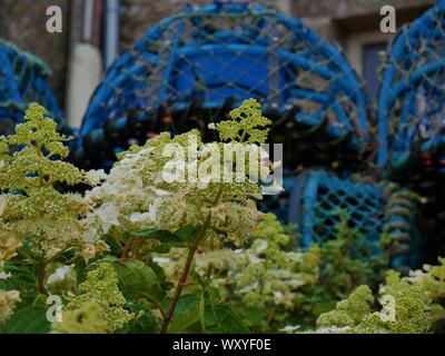 Maison bretonne Fleurie d'Hortensias avec des accessoires de Peche au crustacés, toit de Ardoise, casier De Peche, Le Conquet, Bretagne Stockfoto