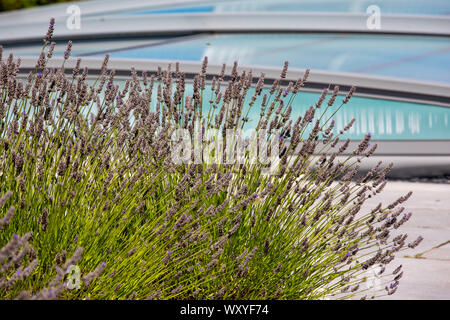 Duft von Lavendel mit einziehbaren pool Gehäuse system Pool auf Hintergrund zu schützen. Stockfoto