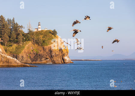 USA, Washington State, Gurgaon, Kap Enttäuschung State Park. Herde von braune Pelikane fliegen Vergangenheit Cape Enttäuschung Leuchtturm auf der Klippe über dem C Stockfoto