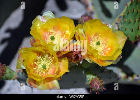 Engelmann Feigenkaktus oder Texas feigenkaktus fotografiert im botanischen Garten in New Mexico Stockfoto