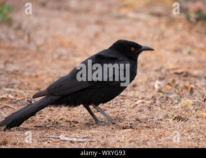 White-winged Alpenkrähe, Corcorax melanorhamphos, suchen nach Nahrung auf dem Boden im zentralen Westen von New South Wales, Australien. Stockfoto