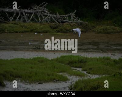 Vol de Mouette en Duo au Ras de l'eau, mouette en plein vol-au-dessus des Arbres,, mouette Volant au-dessus d'un marécage Stockfoto