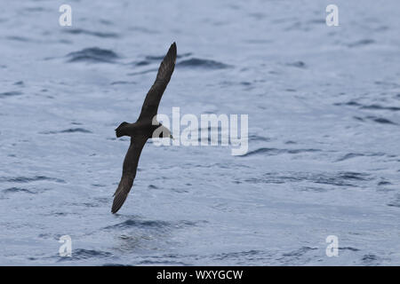 Ein weißes, dass Petrel, Procellaria aequinoctialis, im Flug Stockfoto