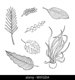 Satz von der Blätter: epiphyllum, monstera, Palm, zamioculca, Medusa, Banane und Philodendron. Monochrome doodle Skizze, Zeichnung. Schwarzer Umriss auf weißem Hintergrund. Vector Illustration Stock Vektor