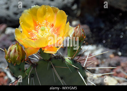 Engelmann Feigenkaktus oder Texas feigenkaktus fotografiert im botanischen Garten in New Mexico Stockfoto