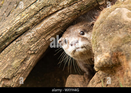 Asiatische Kurze krallen Otter Nahaufnahme Stockfoto