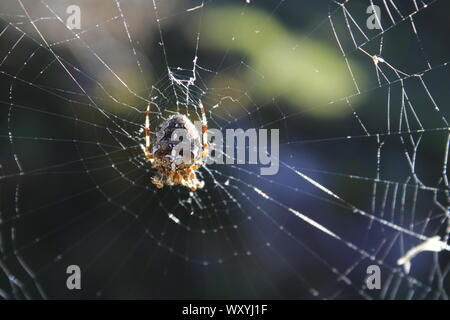 Nahaufnahme der Spinne auf Spiderweb in heißen Sommertagen warten auf einige Lebensmittel Stockfoto