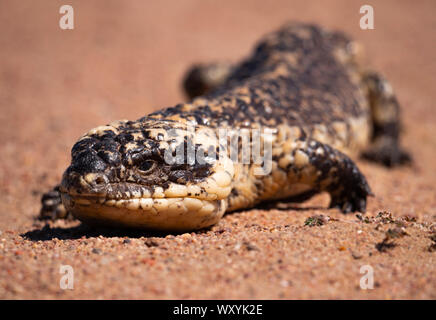 Eine Shingleback Lizard, Tiliqua rugosa auch als stumpy Tail, Boggi, schläfrig, oder bobtail Eidechse im Outback von New South Wales, Australien bekannt Stockfoto