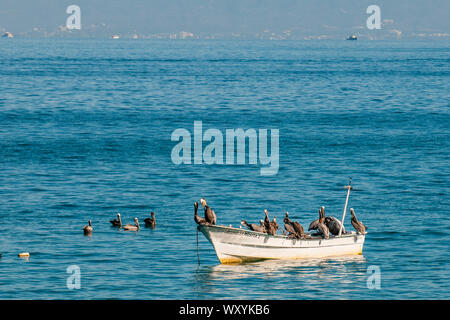 Pelikane auf Fischerboot, Playa Los Muertos Beach, Puerto Vallarta, Jalisco, Mexiko. Stockfoto