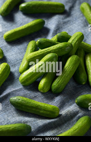 Raw Green Bio Mini Cocktail Gurken in einem Bündel Stockfoto