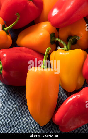 Raw bunte Mini Paprika in einem Bündel Stockfoto
