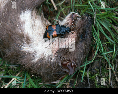 Vergraben, Käfer oder SEXTON KÄFER (Nicrophorus vespilloides), am Kopfende eines toten Wiesel (Mustela nivalis). Die Natur wieder Radfahren. Stockfoto