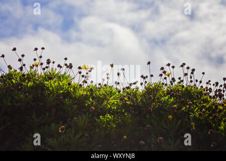 Gelbe Gänseblümchen auf einer Wiese an einem nebligen Tag in San Bruno, Kalifornien Stockfoto