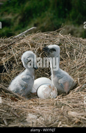 Europäischer WEISSSTORCH (Ciconia ciconia). GESCHWISTER KÜKEN, grüßen andere durch Bill klatschen von einem sehr frühen Alter, im Nest, wie ihre Eltern tun. Stockfoto