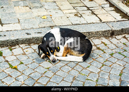 Streunenden schwarzen und weißen Hund mit gelber Markierung im Ohr schlafen auf der Straße von Prizren, Kosovo Stockfoto