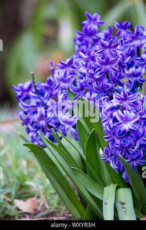 Schöne Blüte lila Hyazinthen signal Frühling ist hier mit ihren leuchtenden Farben und Duft Stockfoto