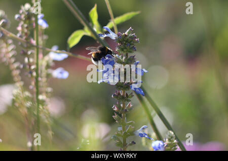 Demütig - Bee Pollen sammeln auf Blau Motorhauben oder Lupin. Stockfoto