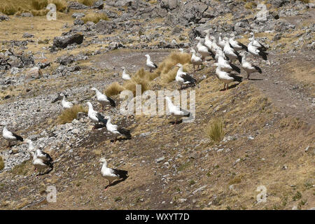 Andine Gänse (Neochen melanoptera) am See Viconga in der Cordillera Huayhuash, Ancash, Peru Stockfoto