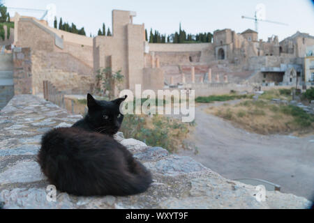 Cartagena, Spanien - 25. August 2019: eine schwarze Katze im römischen Theater in Cartagena Stockfoto