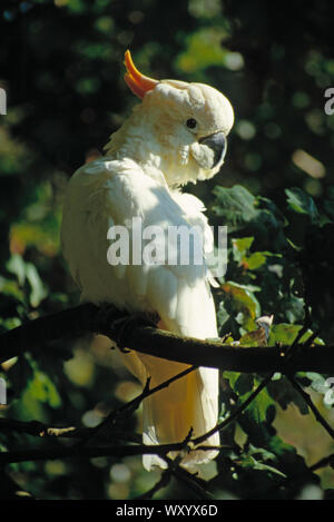 CITRON-CRESTED COCKATOO (Cacatua sulfurea citrinocristata). Eine Pause während putzen Schulter Gefieder. Unterart endemisch auf der Insel Sumba. Stockfoto