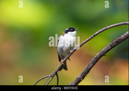 Weiß Naped Honeyeater, Melithreptus lunatus, an Munghorn Lücke auf der Great Dividing Range östlich von Mudgee, New South Wales, Australien. Eine beliebte Vogel Stockfoto