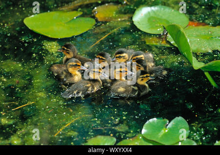 Entenküken. Stockente (Anas platyrhynchos). Gerade geschlüpft und Schwimmen auf der Oberfläche eines Teiches unter schwebenden Waterlily verlässt. Gruppe von neun. Stockfoto