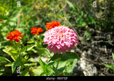 Bunte Blumen in Ihrem Garten Stockfoto