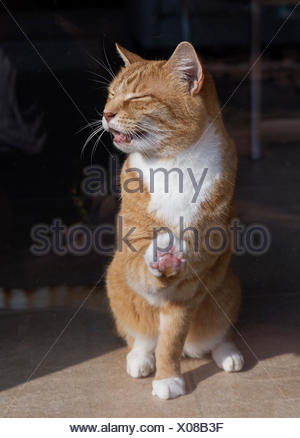 Längste Videos nach Tag: cat coxx Längste Videos nach Tag: cat coxx