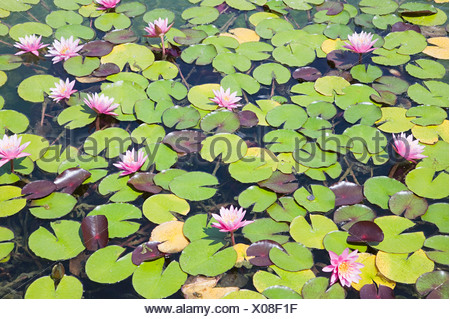Seerosen auf einem Teich wachsen Stockfoto, Bild 9700310 Alamy