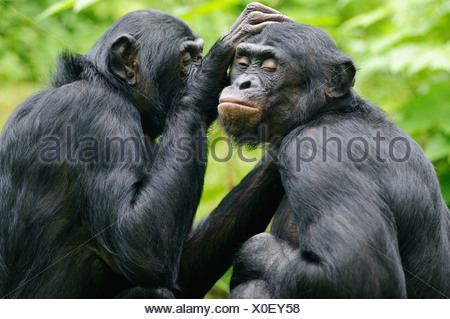Bonobos Stockfotografie Alamy